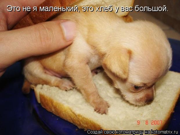 Котоматрица: Это не я маленький, это хлеб у вас большой.