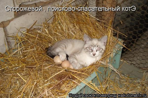 Котоматрица: Сторожевой , поисково-спасательный котЭ