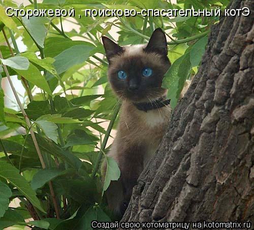 Котоматрица: Сторожевой , поисково-спасательный котЭ