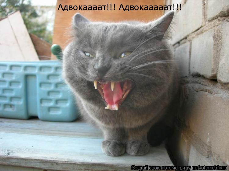 Котоматрица: Адвокаааат!!! Адвокааааат!!!