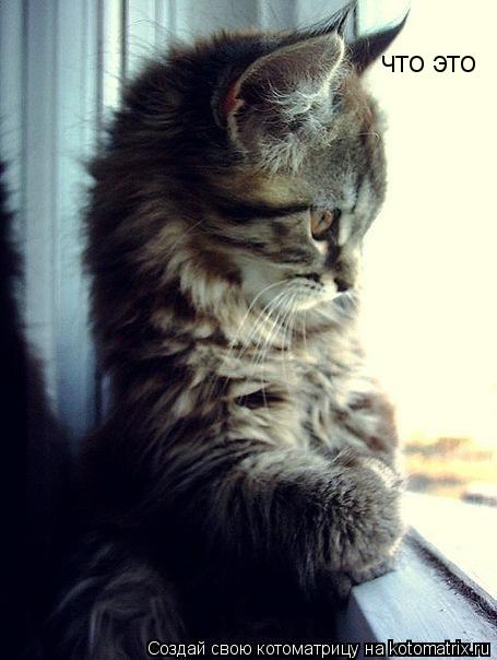 Котоматрица: что это