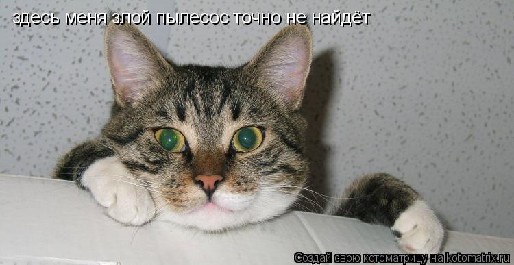 Котоматрица: здесь меня злой пылесос точно не найдёт