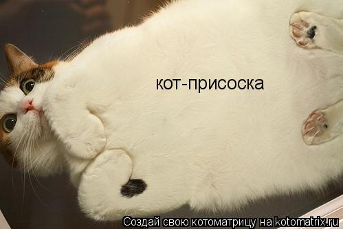 Котоматрица: кот-присоска