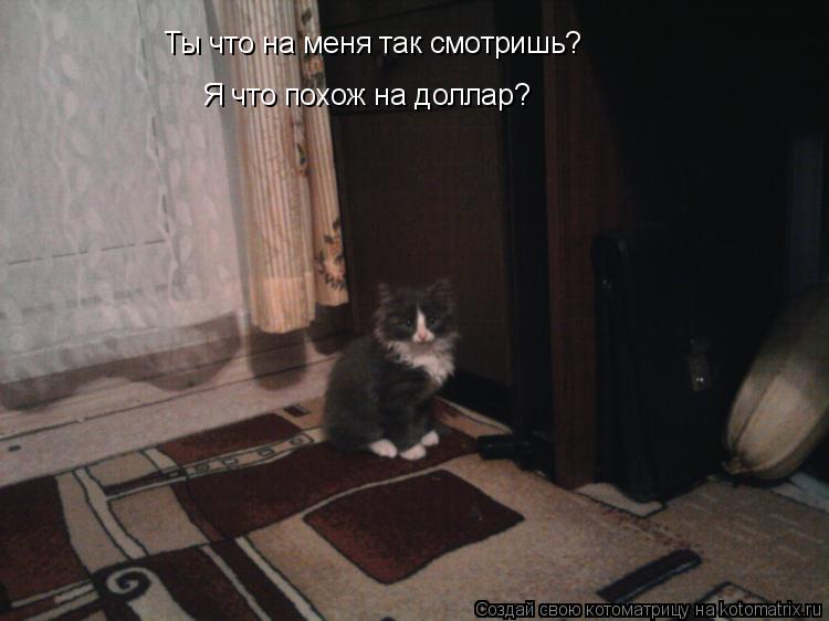 Котоматрица: Ты что на меня так смотришь? Я что похож на доллар?