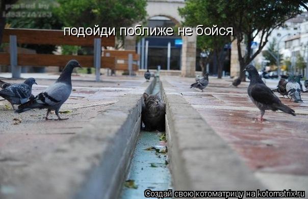 Котоматрица: подойди поближе не бойся