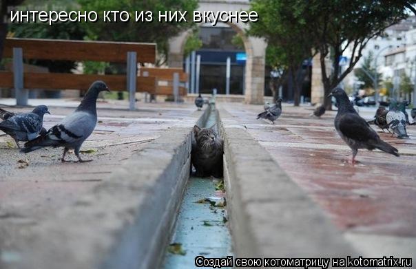 Котоматрица: интересно кто из них вкуснее