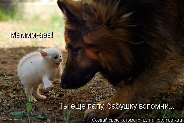 Котоматрица: Маммм-ааа! Ты еще папу, бабушку вспомни...