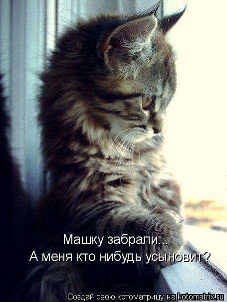 Котоматрица: А меня кто нибудь усыновит? Машку забрали...