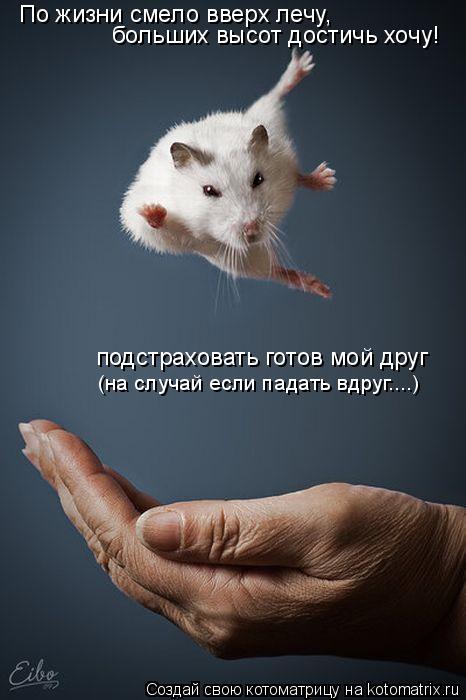 Котоматрица: По жизни смело вверх лечу, больших высот достичь хочу! подстраховать готов мой друг (на случай если падать вдруг....)