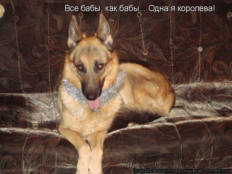 Котоматрица: Все бабы, как бабы... Одна я королева!
