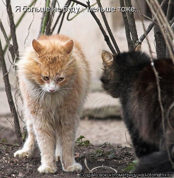 Котоматрица: Я больше не буду... меньше тоже...