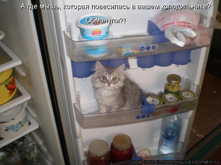 Котоматрица: А где мышь, которая повесилась в вашем холодильнике? Обманули?!