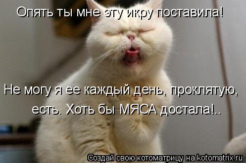 Котоматрица: Опять ты мне эту икру поставила!  Не могу я ее каждый день, проклятую,  есть. Хоть бы МЯСА достала!..