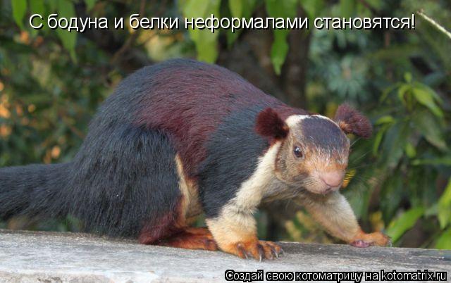С бодуна и белки неформалами становятся!... Котоматрица: С бодуна и белки неформалами становятся!