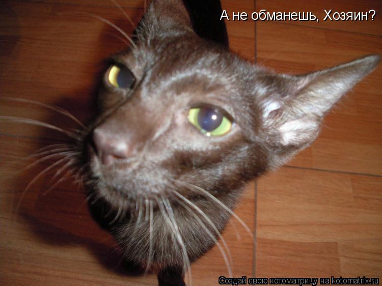 Котоматрица: А не обманешь, Хозяин?