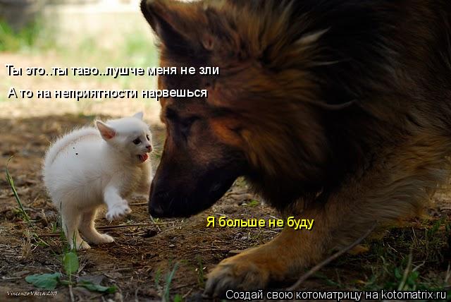 Котоматрица: Я больше не буду Ты это..ты таво..лушче меня не зли А то на неприятности нарвешься