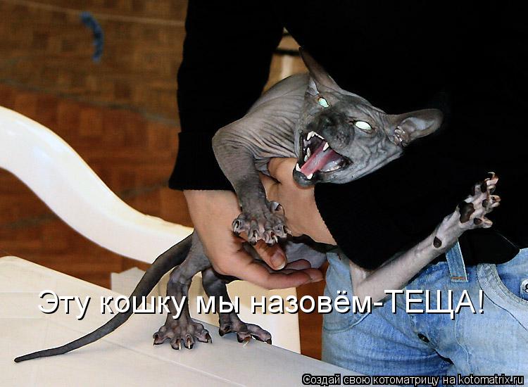 Котоматрица: Эту кошку мы назовём-ТЕЩА!