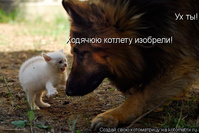 Котоматрица: Ух ты! Ходячюю котлету изобрели!