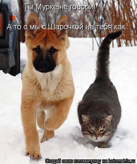 Котоматрица: Ты Мурке не говори!  А то с мы с Шарочкой на тебя как...