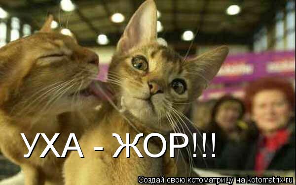 Котоматрица: УХА - ЖОР!!!