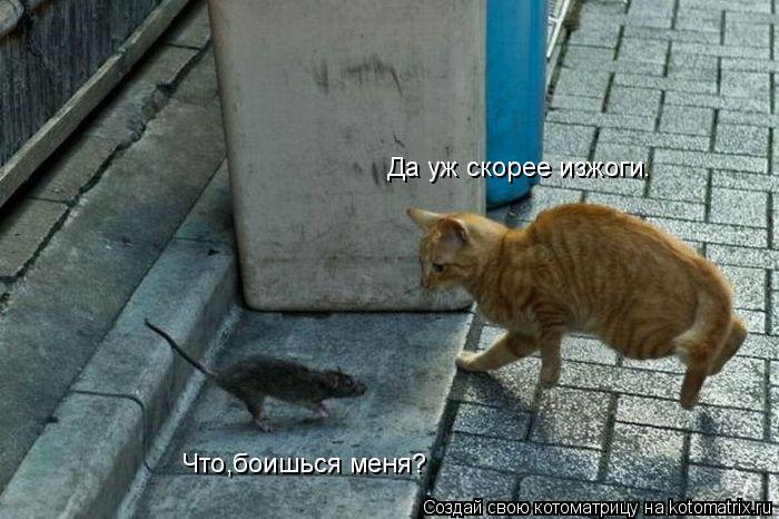 Котоматрица: Что,боишься меня? Да уж скорее изжоги.