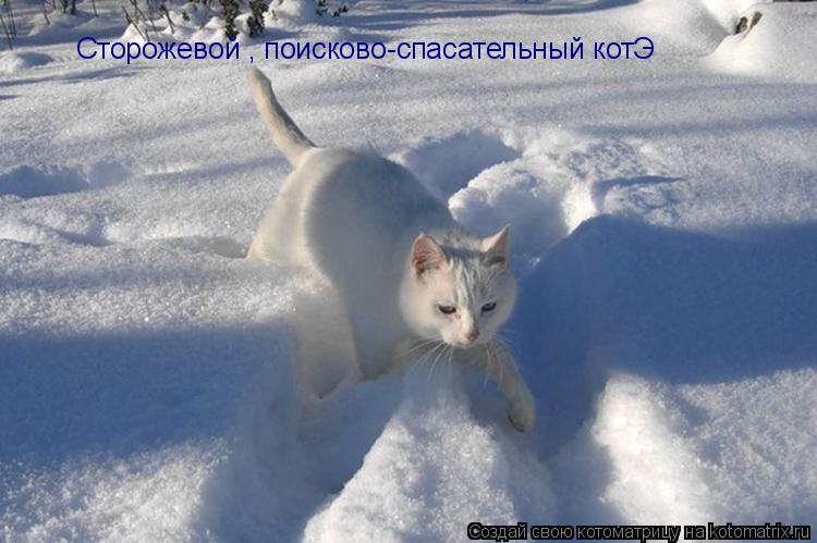 Котоматрица: Сторожевой , поисково-спасательный котЭ