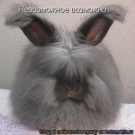 Котоматрица: Невозможное возможно