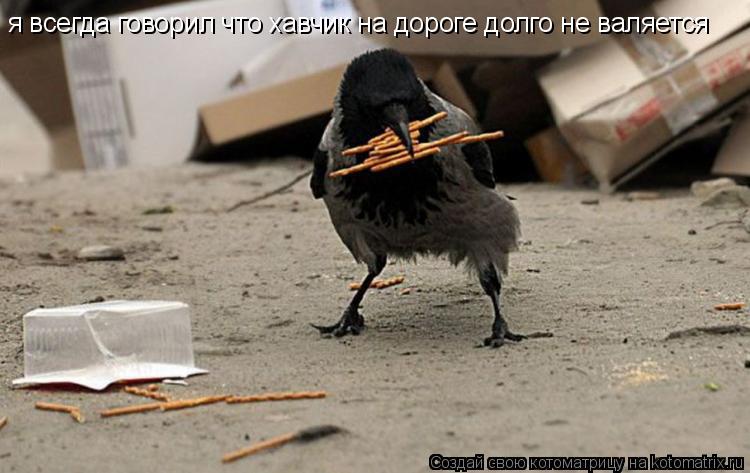 Котоматрица: я всегда говорил что хавчик на дороге долго не валяется