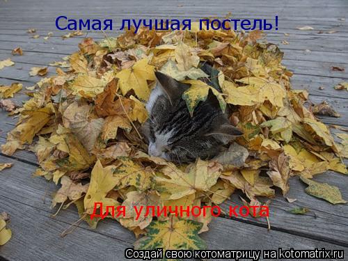 Котоматрица: Самая лучшая постель! Для уличного кота