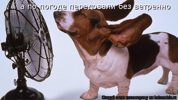 Котоматрица: а по погоде передовали без ветренно