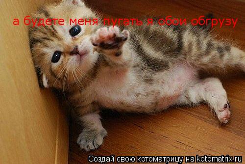 Котоматрица: а будете меня пугать я обои обгрузу