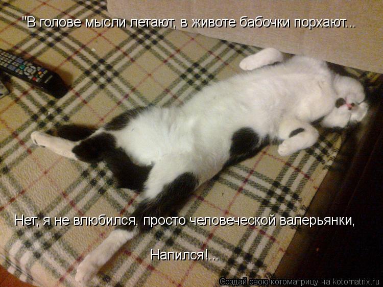 Котоматрица: "В голове мысли летают, в животе бабочки порхают... Нет, я не влюбился, просто человеческой валерьянки, Напился!...