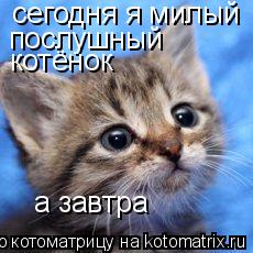 Котоматрица: сегодня я милый послушный котёнок а завтра