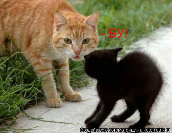 Котоматрица: - БУ!