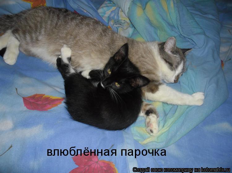 Котоматрица: влюблённая парочка влюблённая парочка влюблённая парочка