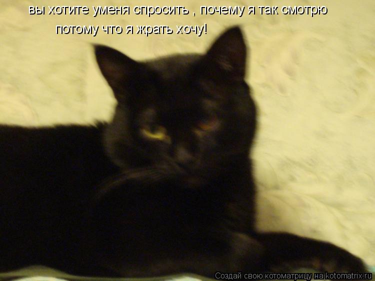 Котоматрица: вы хотите уменя спросить , почему я так смотрю потому что я жрать хочу!