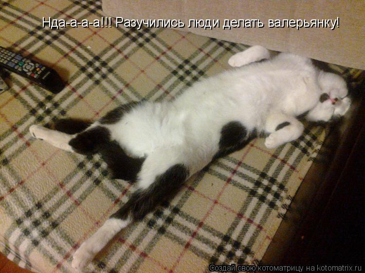 Котоматрица: Нда-а-а-а!!! Разучились люди делать валерьянку!