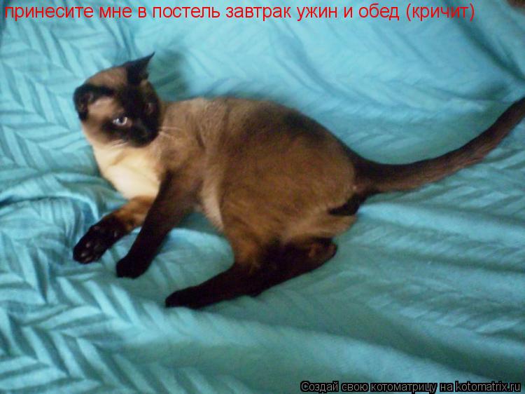 Котоматрица: принесите мне в постель завтрак ужин и обед (кричит)