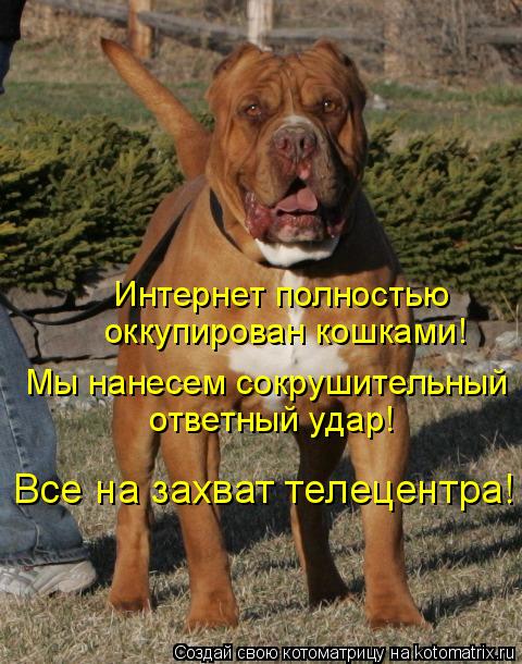 Котоматрица: Интернет полностью  оккупирован кошками! Мы нанесем сокрушительный ответный удар! Все на захват телецентра!