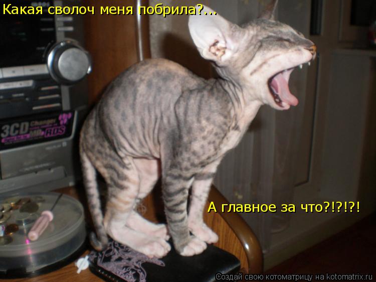 Котоматрица: Какая сволоч меня побрила?... А главное за что?!?!?!