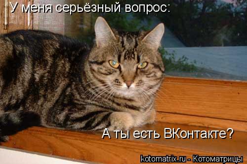 Котоматрица: У меня серьёзный вопрос: А ты есть ВКонтакте?