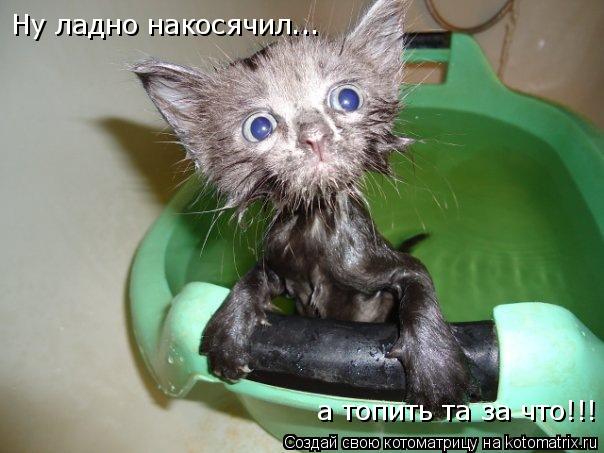 Котоматрица: Ну ладно накосячил... а топить та за что!!!