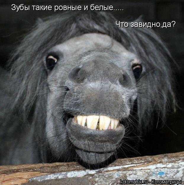 Котоматрица: Зубы такие ровные и белые..... Что завидно,да?