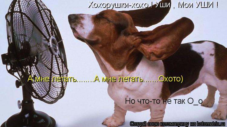 Котоматрица: Хохорушки-хохо ! Уши , Мои УШИ !   Хохорушки-хохо ! Уши , Мои УШИ !   А мне летать........А мне летать.......Охото) Но что-то не так О_о