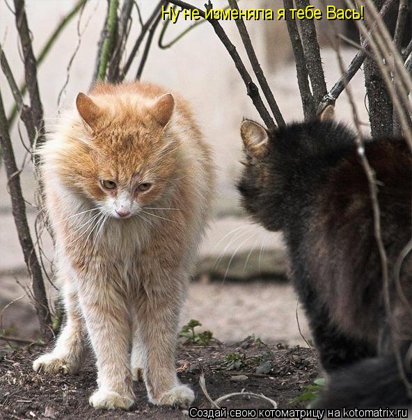 Котоматрица: Ну не изменяла я тебе Вась!