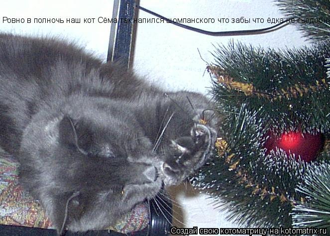 Котоматрица: Ровно в полночь наш кот Сёма так напился шомпанского что забы что ёдка не сьедобная