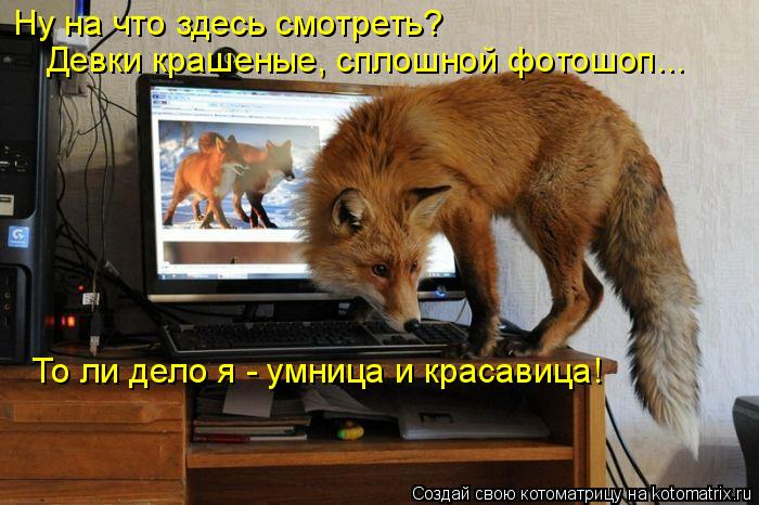 Котоматрица: Ну на что здесь смотреть? Девки крашеные, сплошной фотошоп... То ли дело я - умница и красавица!
