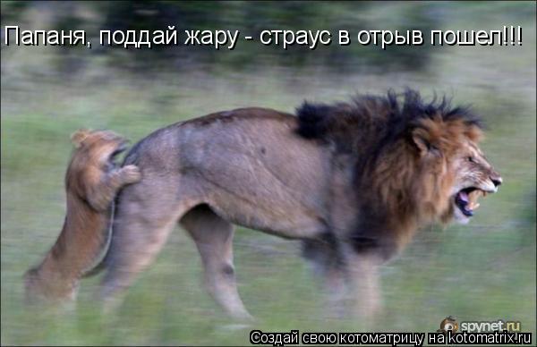Котоматрица: Папаня, поддай жару - страус в отрыв пошел!!!