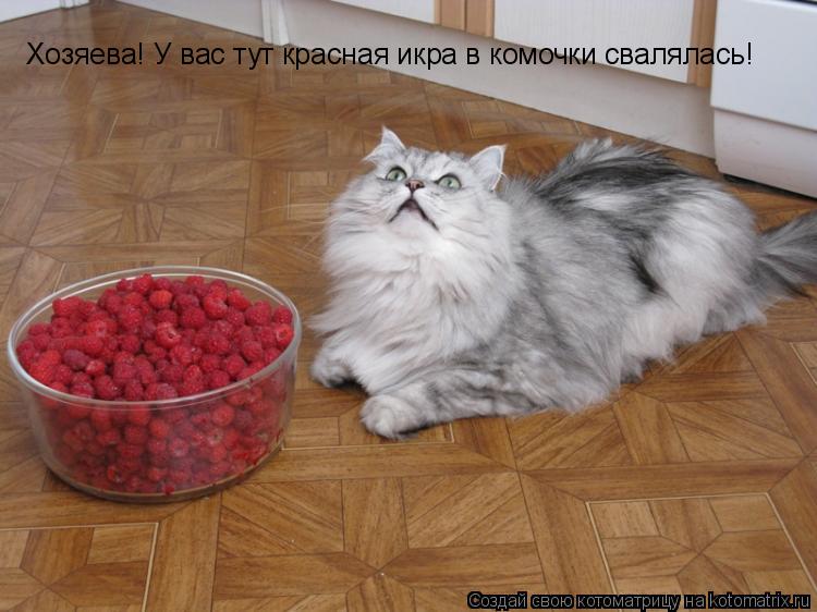 Котоматрица: Хозяева! У вас тут красная икра в комочки свалялась!