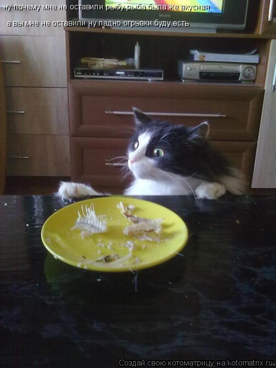 Котоматрица: ну почему мне не оставили рыбу рыба была же вкусная          а вы мне не оставили ну ладно огрызки буду есть